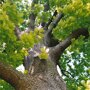 Quercus frainetto